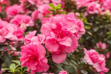 Güzel açan pembe Azalea çalıları kapanıyor.