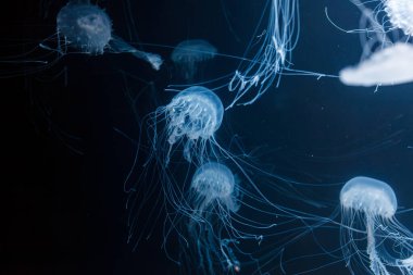 Atlantik deniz ısırganı denizanası chrysaora quinquecirrha 'nın sualtı fotoğrafları.