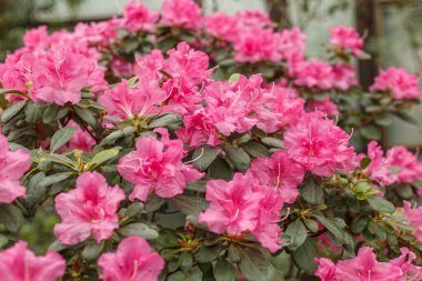 Güzel açan pembe Azalea çalıları kapanıyor.