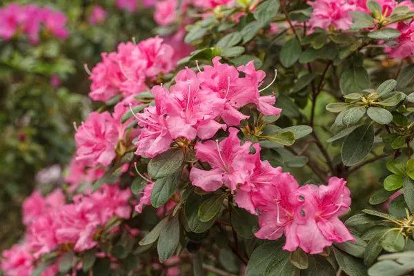 Güzel açan pembe Azalea çalıları kapanıyor.