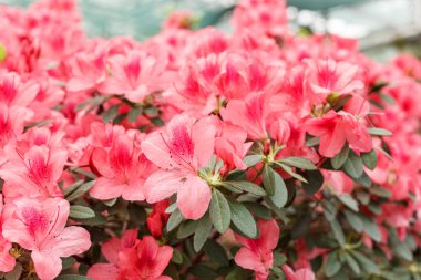 Güzel açan pembe Azalea çalıları kapanıyor.