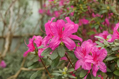 Güzel açan pembe Azalea çalıları kapanıyor.