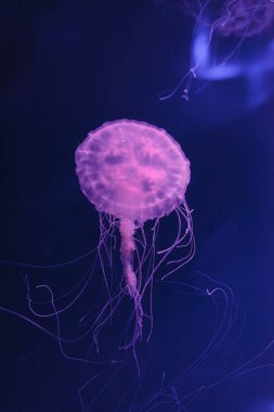 underwater photos of jellyfish chrysaora quinquecirrha jellyfish the atlantic sea nettle close-up clipart