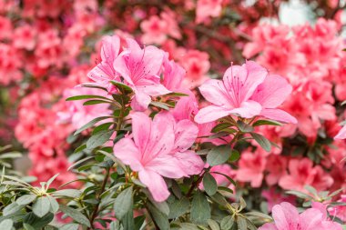 Güzel açan pembe Azalea çalıları kapanıyor.