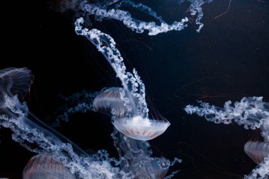 Denizanası chrysaora plocamia 'nın sualtı fotoğrafları. Güney Amerika' da ısırgan otu yakından çekilmiş.