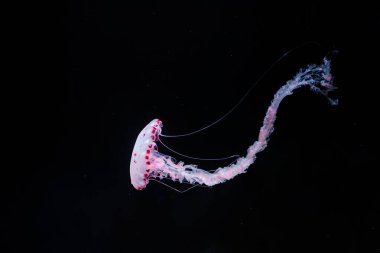 Mor çizgili jöleli kolorata yakın plan sualtı fotoğrafları.