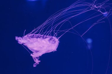 underwater photos of jellyfish chrysaora quinquecirrha jellyfish the atlantic sea nettle close-up clipart