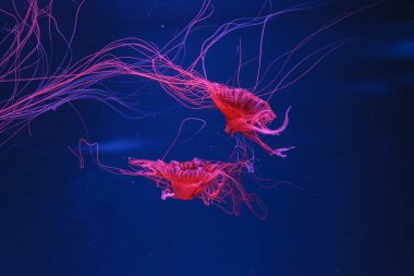 underwater photos of jellyfish chrysaora pacifica jellyfish japanese sea nettle close-up clipart