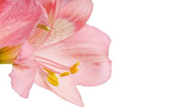 Pembe alstroemeria çiçeği, İnkaların Zambağı, izole edilmiş beyaz arka plan üzerinde vazoda.