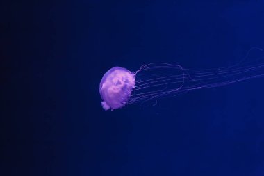 Denizanası Krisaora Quinquecirrha 'nın sualtı fotoğrafları. Atlantik deniz ısırganı yakından.