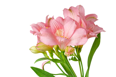 Pembe alstroemeria çiçeği, İnkaların Zambağı, izole edilmiş beyaz arka plan üzerinde vazoda.