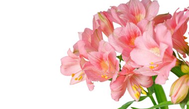Pembe alstroemeria çiçeği, İnkaların Zambağı, izole edilmiş beyaz arka plan üzerinde vazoda.