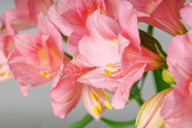 Pembe alstroemeria çiçeği, İnkaların Zambağı, izole edilmiş beyaz arka plan üzerinde vazoda.