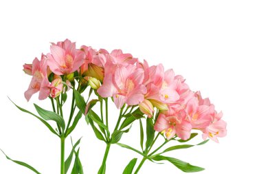 Pembe alstroemeria çiçeği, İnkaların Zambağı, izole edilmiş beyaz arka plan üzerinde vazoda.