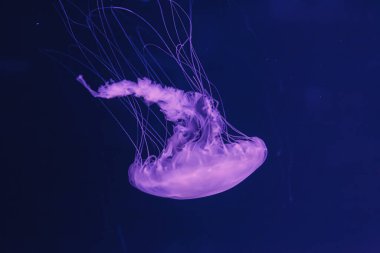 underwater photos of jellyfish chrysaora quinquecirrha jellyfish the atlantic sea nettle close-up clipart