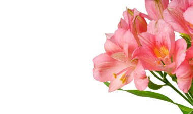 Pembe alstroemeria çiçeği, İnkaların Zambağı, izole edilmiş beyaz arka plan üzerinde vazoda.