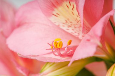 pink alstroemeria flower, Lily of the Incas, in vase on isolated white background close-up clipart