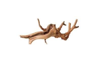 İzole edilmiş beyaz bir arkaplanda eski kuru ağaç dalı