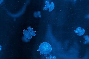 underwater photography jellyfish Phyllorhiza punctata, Australian spotted jellyfish close-up clipart