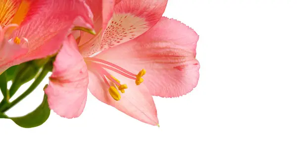 stock image pink alstroemeria flower, Lily of the Incas, in vase on isolated white background close-up