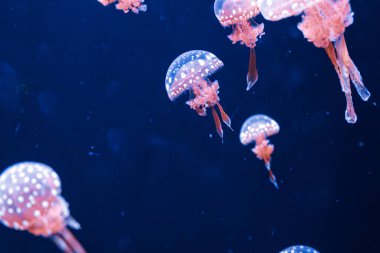 Su altı fotoğrafçılığı denizanası mastigias papua, benekli jöle, lagün jölesi, yakın plan altın Medusa.