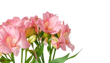 Pembe alstroemeria çiçeği, İnkaların Zambağı, izole edilmiş beyaz arka plan üzerinde vazoda.