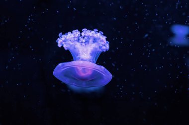 Su altı fotoğrafçılığı Cotylorhiza tuberculata, Akdeniz denizanası yakın çekim