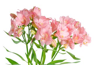 Pembe alstroemeria çiçeği, İnkaların Zambağı, izole edilmiş beyaz arka plan üzerinde vazoda.