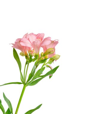 Pembe alstroemeria çiçeği, İnkaların Zambağı, izole edilmiş beyaz arka plan üzerinde vazoda.