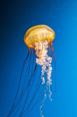 Sualtı fotoğrafçılığı denizanası Chrysaora Fuscescens, Pasifik deniz ısırganları, Batı Yakası deniz ısırganları