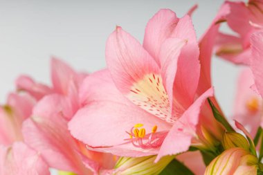 Pembe alstroemeria çiçeği, İnkaların Zambağı, izole edilmiş beyaz arka plan üzerinde vazoda.