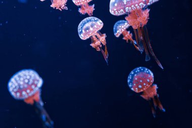 Su altı fotoğrafçılığı denizanası mastigias papua, benekli jöle, lagün jölesi, yakın plan altın Medusa.