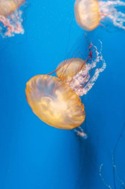 underwater photography jellyfish Chrysaora fuscescens, Pacific sea nettle, West Coast sea nettle close-up clipart