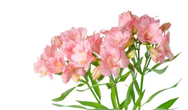 Pembe alstroemeria çiçeği, İnkaların Zambağı, izole edilmiş beyaz arka plan üzerinde vazoda.