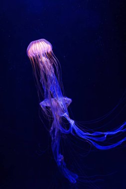 underwater photography jellyfish Chrysaora pacifica, Japanese sea nettle jellyfish close-up clipart