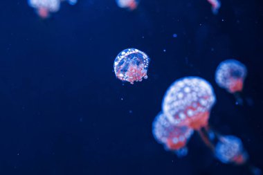 Su altı fotoğrafçılığı denizanası mastigias papua, benekli jöle, lagün jölesi, yakın plan altın Medusa.