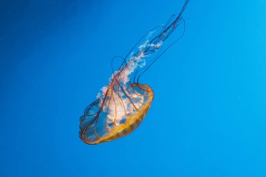 Sualtı fotoğrafçılığı denizanası Chrysaora Fuscescens, Pasifik deniz ısırganları, Batı Yakası deniz ısırganları