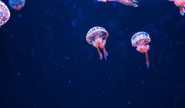 Su altı fotoğrafçılığı denizanası mastigias papua, benekli jöle, lagün jölesi, yakın plan altın Medusa.