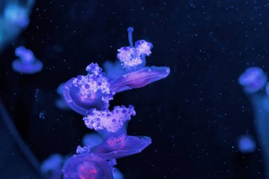 Su altı fotoğrafçılığı Cotylorhiza tuberculata, Akdeniz denizanası yakın çekim