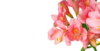 Pembe alstroemeria çiçeği, İnkaların Zambağı, izole edilmiş beyaz arka plan üzerinde vazoda.