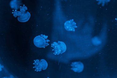 Denizanası Phyllorhiza punctata, Avustralya benekli denizanası yakın çekim