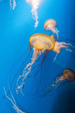 Sualtı fotoğrafçılığı denizanası Chrysaora Fuscescens, Pasifik deniz ısırganları, Batı Yakası deniz ısırganları