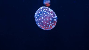 Su altı fotoğrafçılığı denizanası mastigias papua, benekli jöle, lagün jölesi, yakın plan altın Medusa.