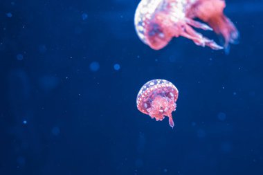 Su altı fotoğrafçılığı denizanası mastigias papua, benekli jöle, lagün jölesi, yakın plan altın Medusa.