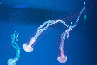 Denizanası fotoğrafçılığı. Mor çizgili denizanası. Chrysaora Colorata 'yı yakından çek.