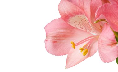 pink alstroemeria flower, Lily of the Incas, in vase on isolated white background close-up clipart