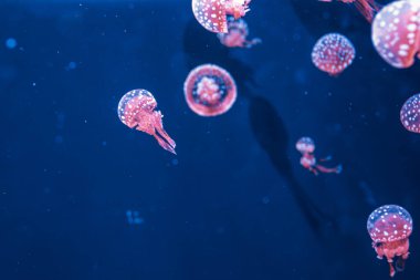 Su altı fotoğrafçılığı denizanası mastigias papua, benekli jöle, lagün jölesi, yakın plan altın Medusa.