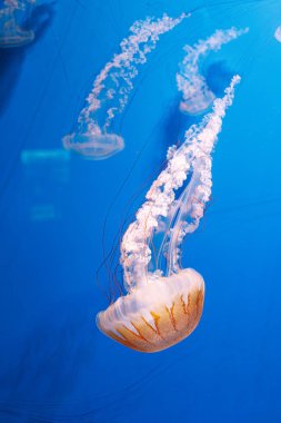 underwater photography jellyfish Chrysaora plocamia, South American sea nettle close-up clipart