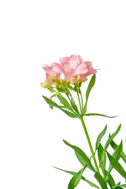 Pembe alstroemeria çiçeği, İnkaların Zambağı, izole edilmiş beyaz arka plan üzerinde vazoda.