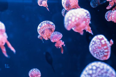 Su altı fotoğrafçılığı denizanası mastigias papua, benekli jöle, lagün jölesi, yakın plan altın Medusa.